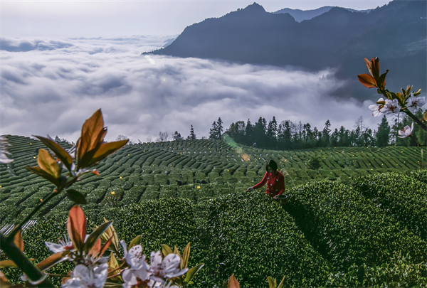 恩施花枝山有機茶園基地簡介